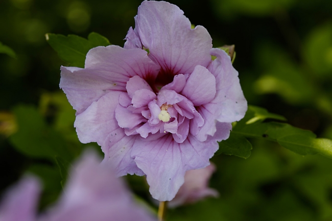 Jardin des Impressionnistes-139